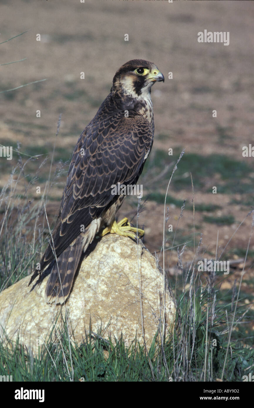 Peregrine Falcon Falco Peregrinus Spain Carlos Sanz V W Bird
