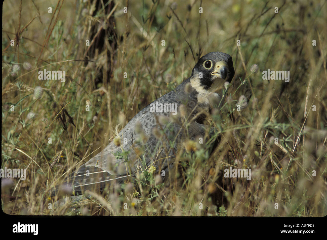 Peregrine Falcon Falco Peregrinus Spain Carlos Sanz V W Bird