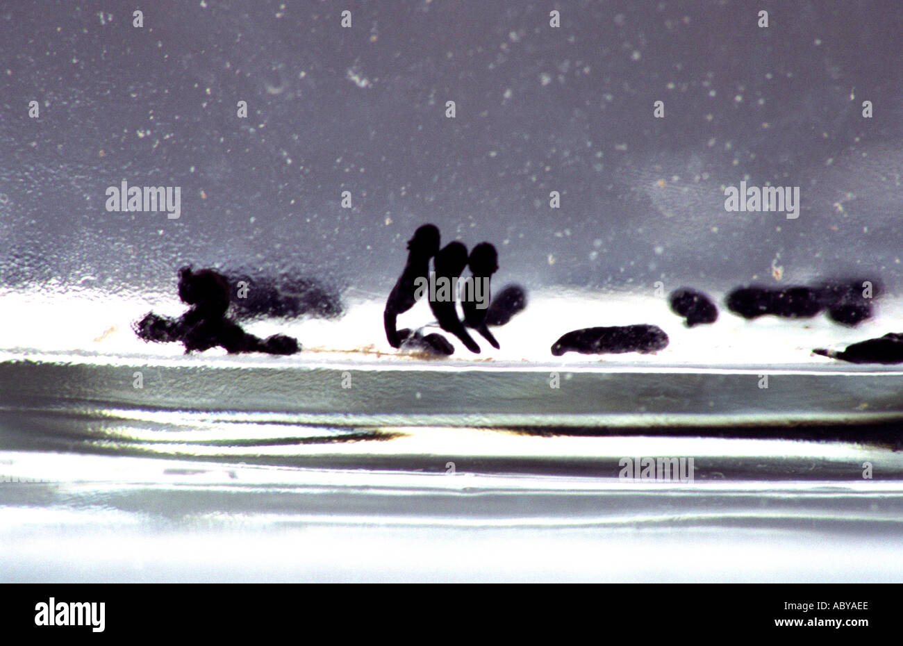 Tadpoles in jar Stock Photo Alamy