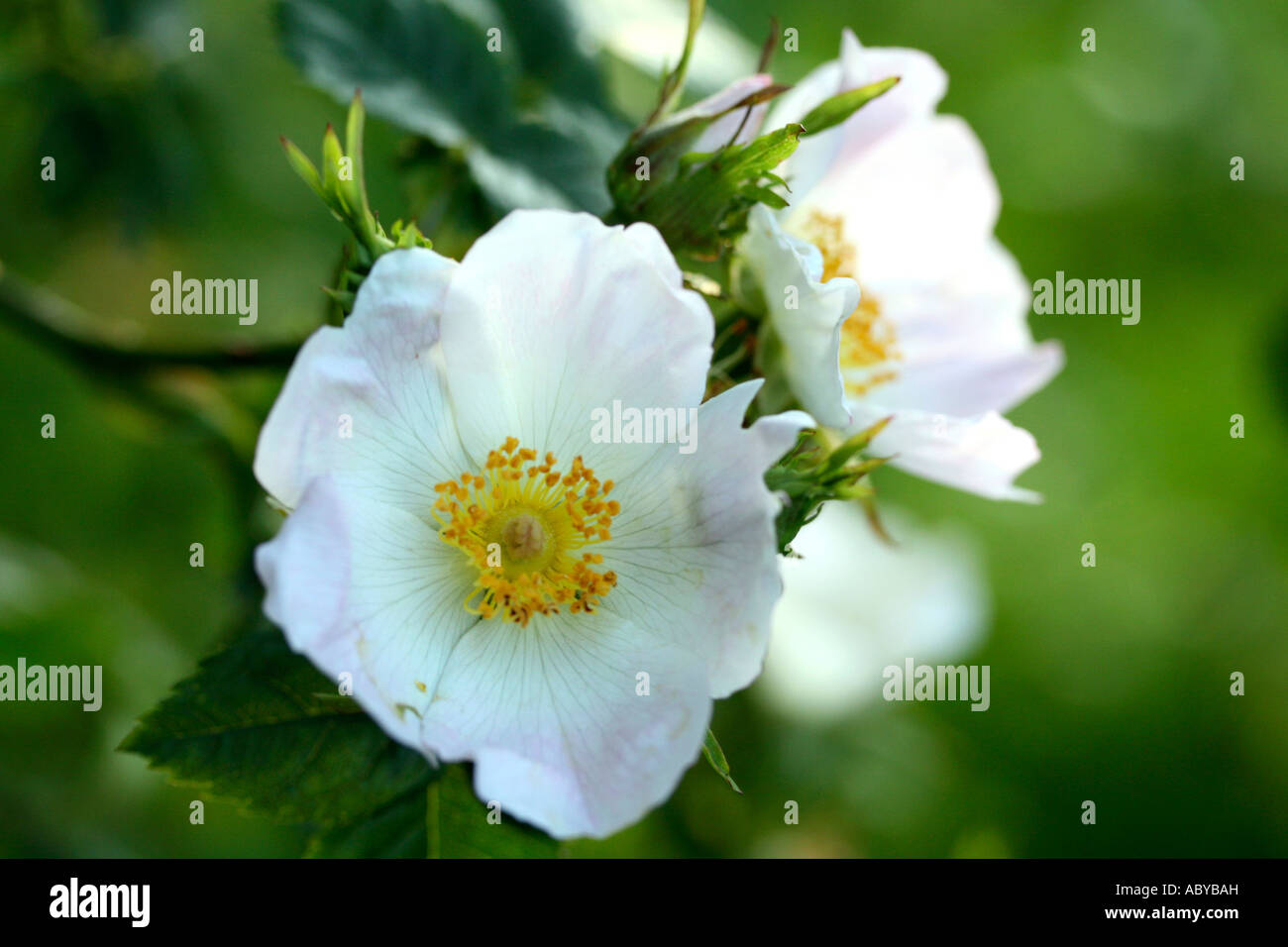 Briar roses hi-res stock photography and images - Alamy