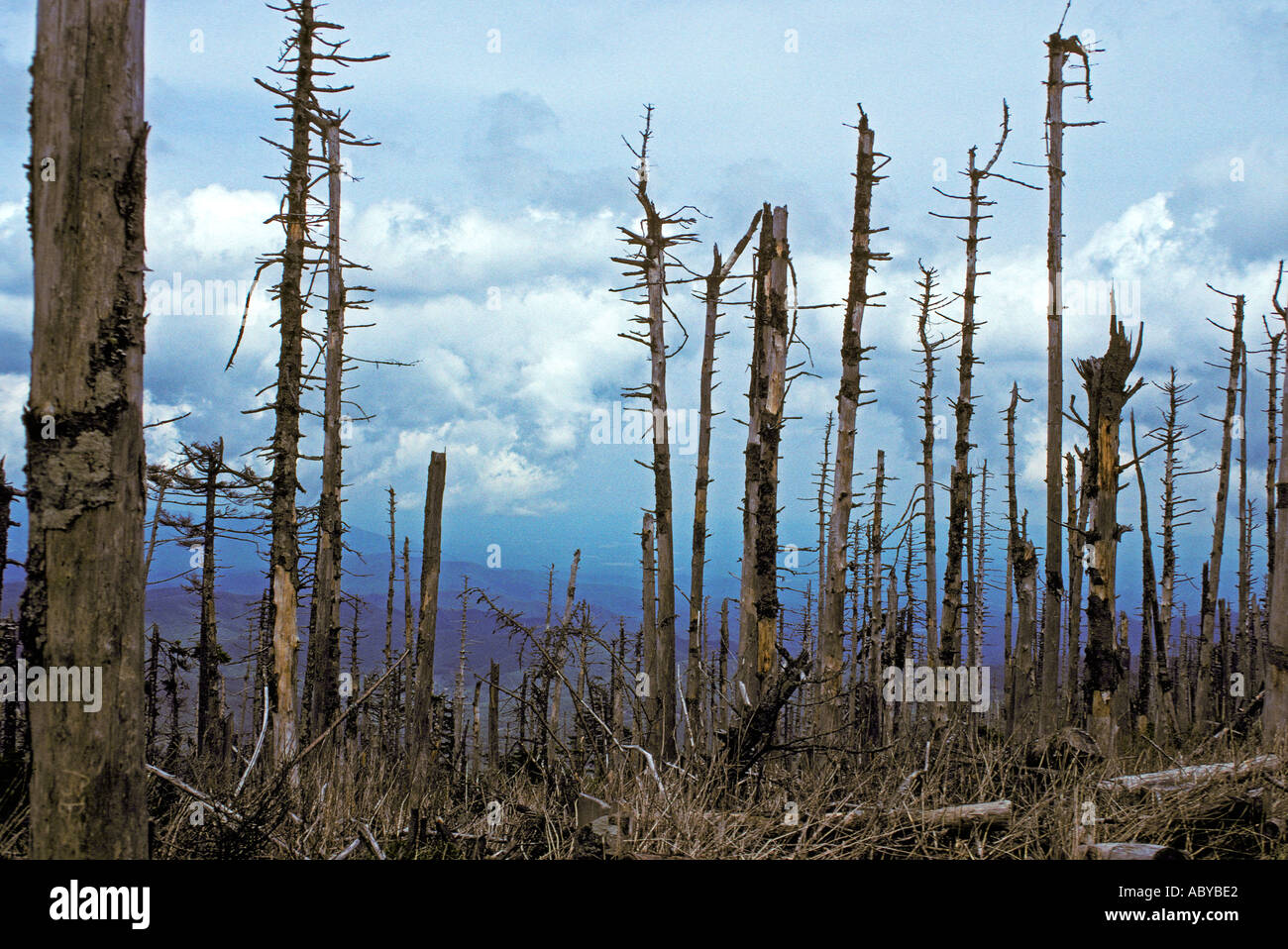 NORTH CAROLINA Mount Mitchell State Park Fraser Fir and Red Spruce