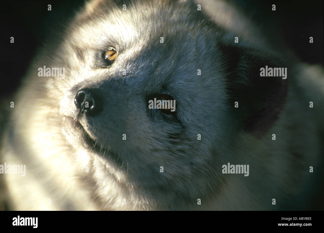 Arctic fox looking hopeful Stock Photo - Alamy
