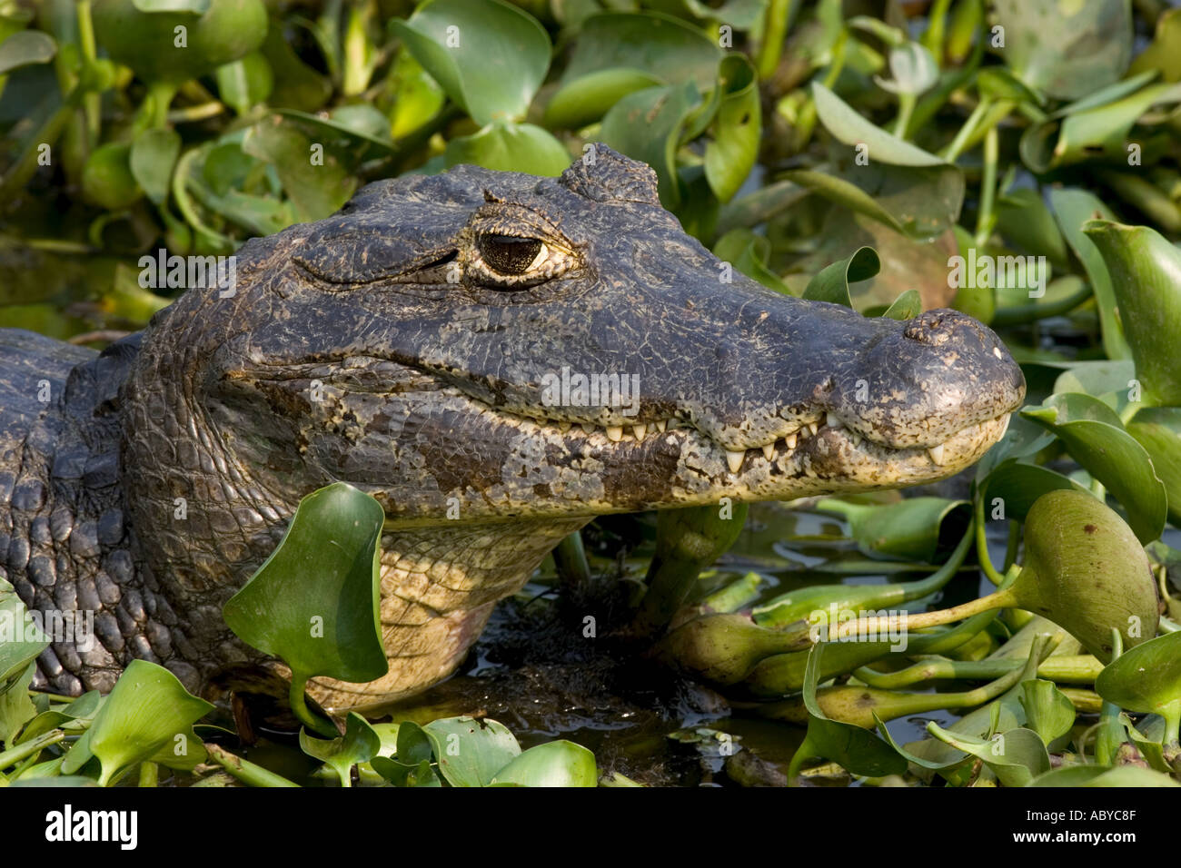 Spectacle Cayman SPECTACLED CAIMAN Caiman crocodilus Stock Photo - Alamy
