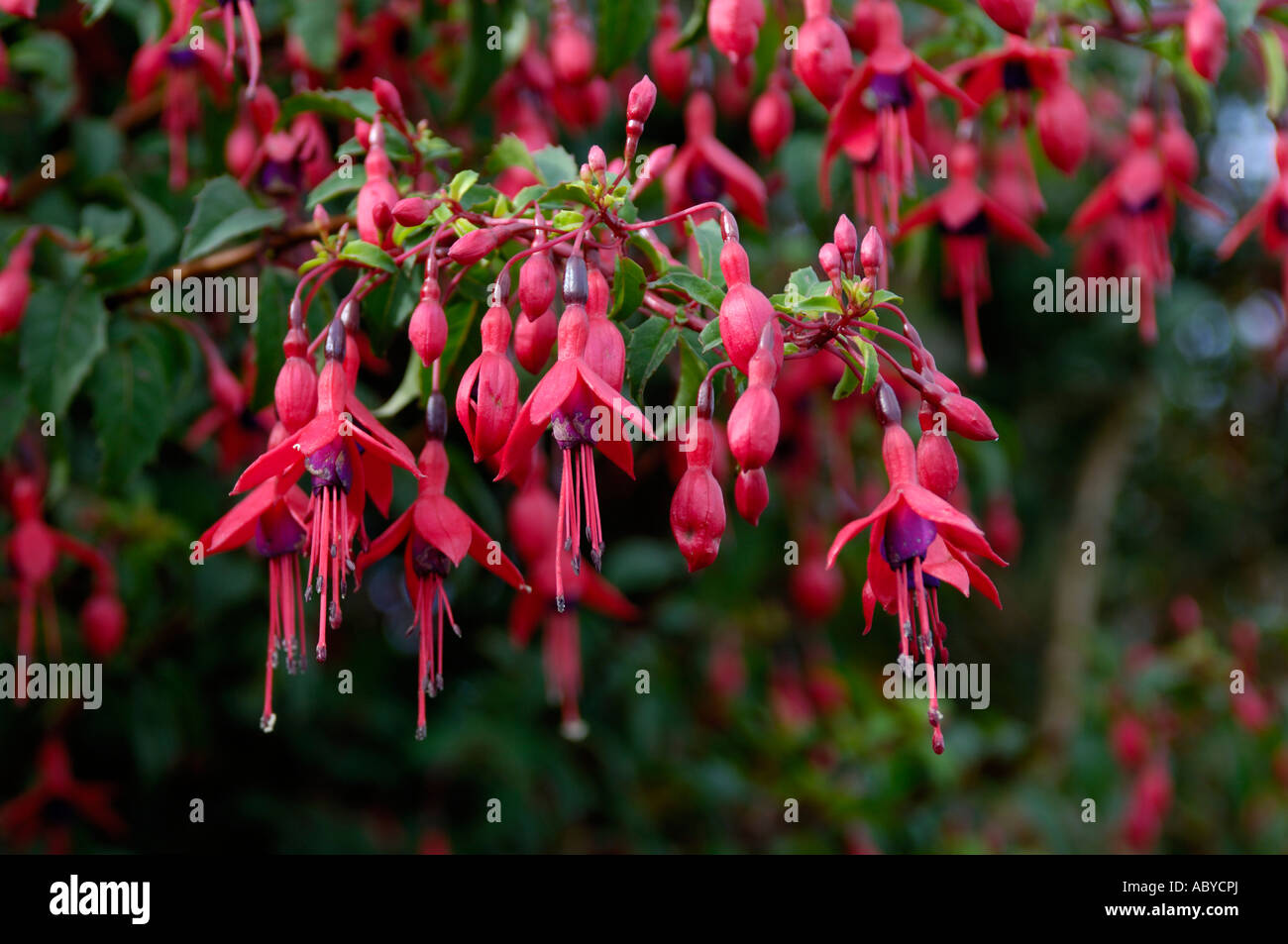Fuschia Flowers Co Kerry Ireland Stock Photo Alamy