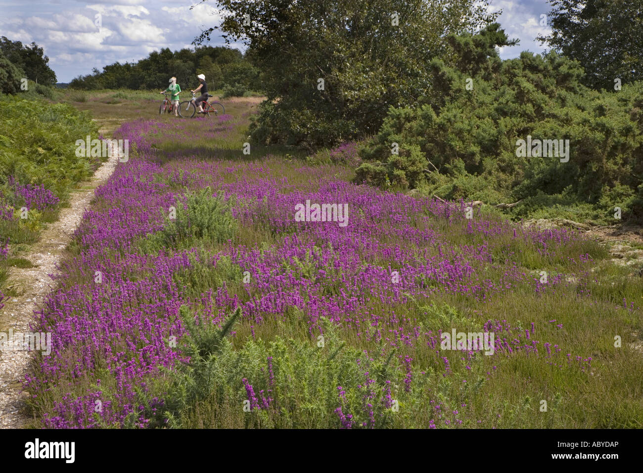 Family cyclists on Kelling Heath Norfolk Stock Photo