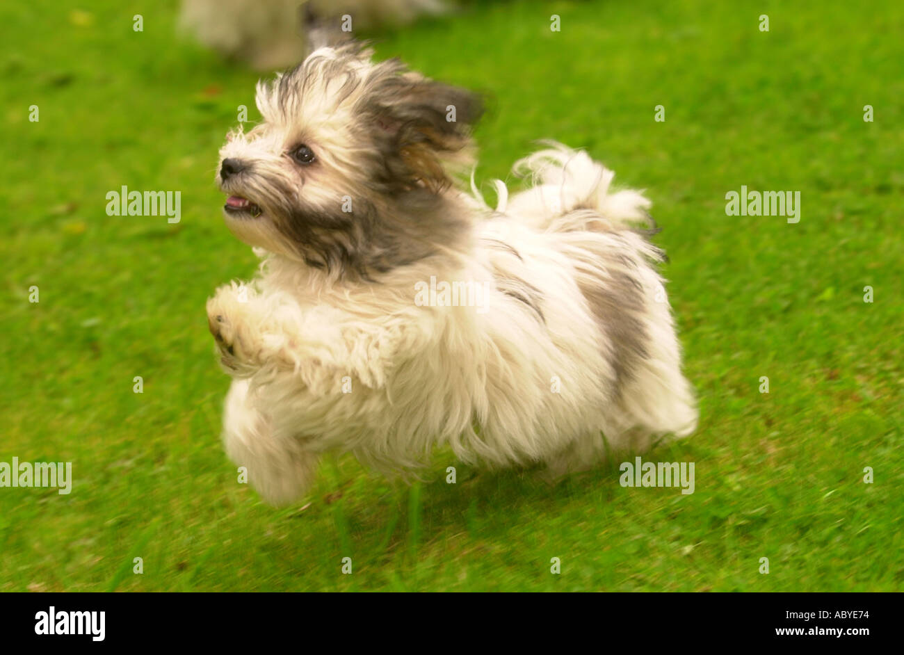 THE HAVANESE BREED AT CRUFTS DOQ SHOW FOR THE FIRST TIME NEXT WEEK MAY 2001 Stock Photo