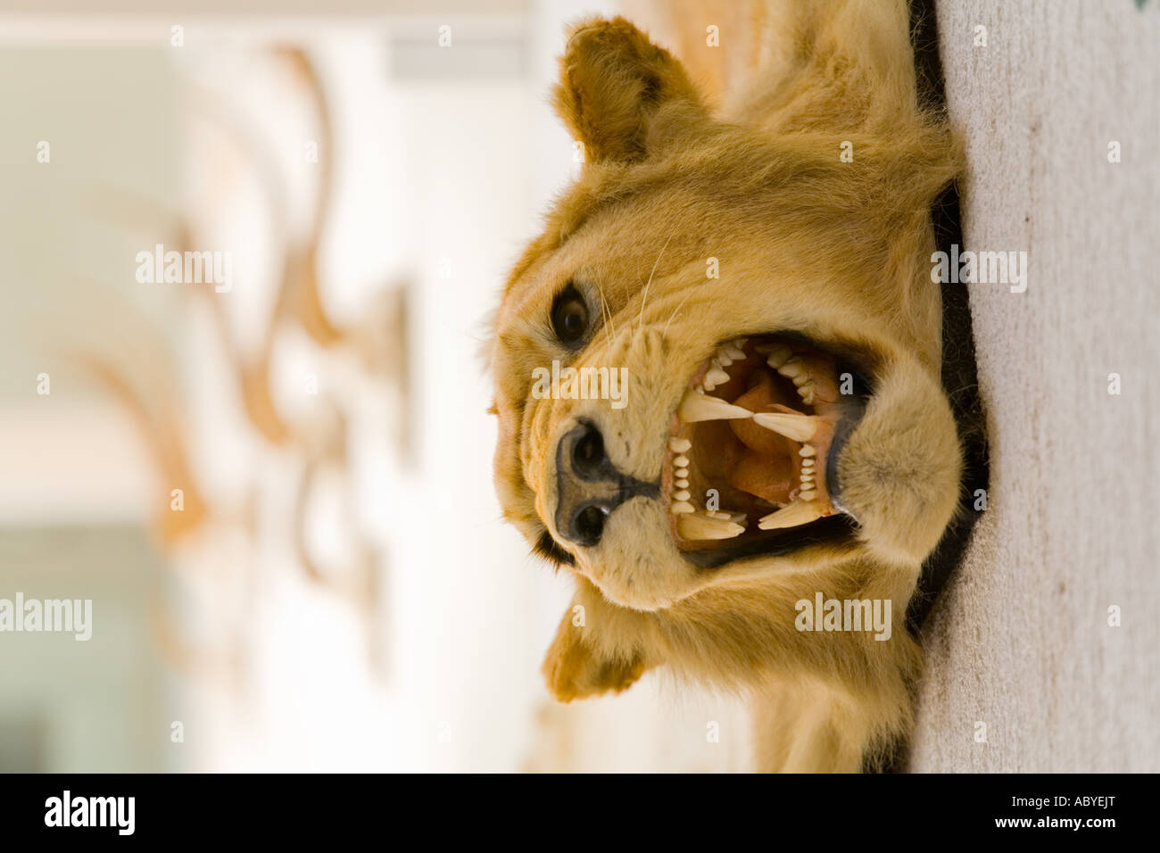 Lion skin on wall of villa of Marshall Tito on Veliki Brijun island in Croatia Stock Photo