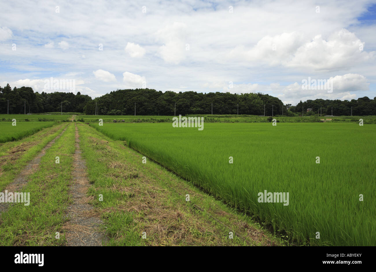 Rice field in Chiba Prefecture, Japan. Stock Photo