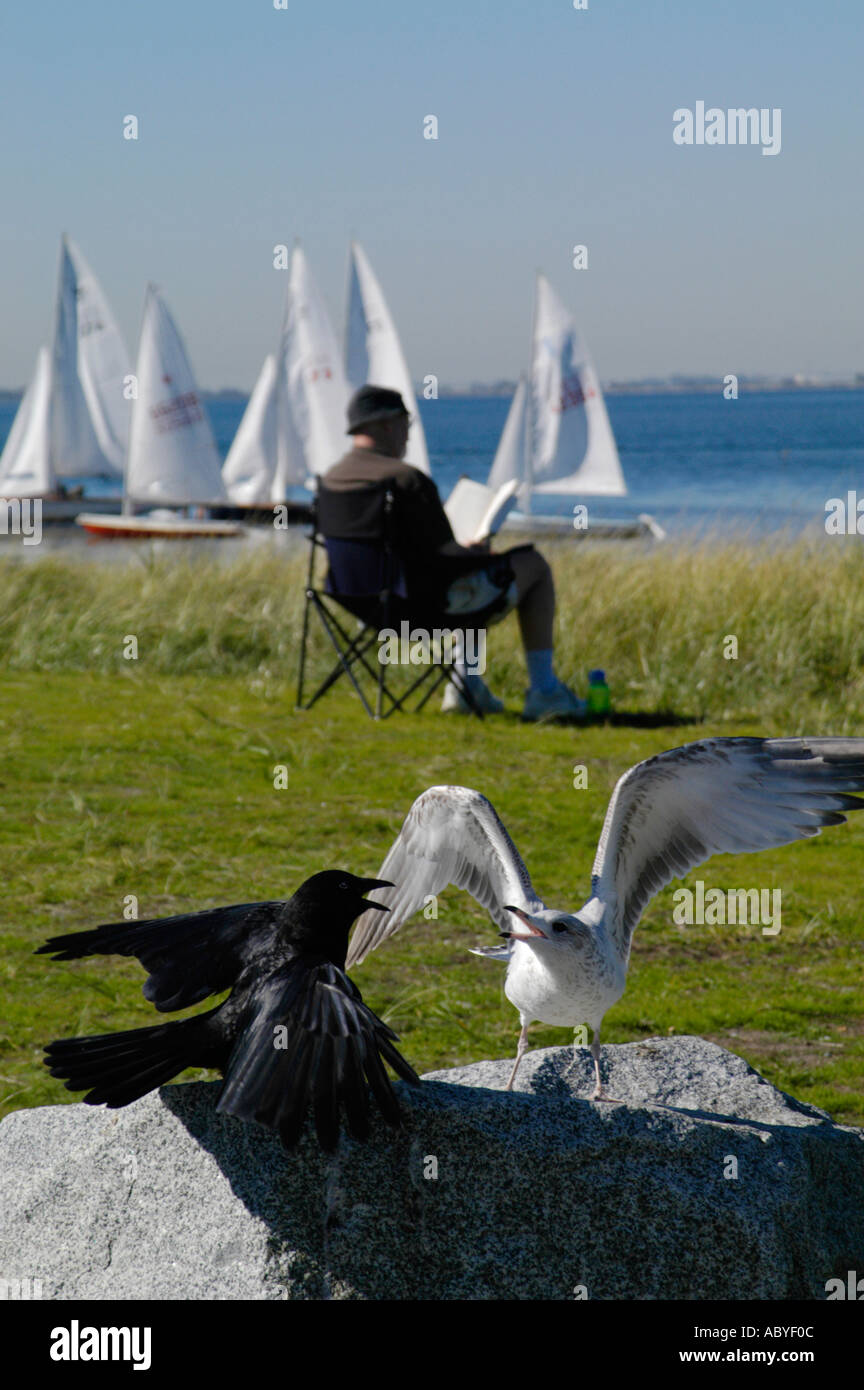 TAKING NO NOTICE Stock Photo Alamy