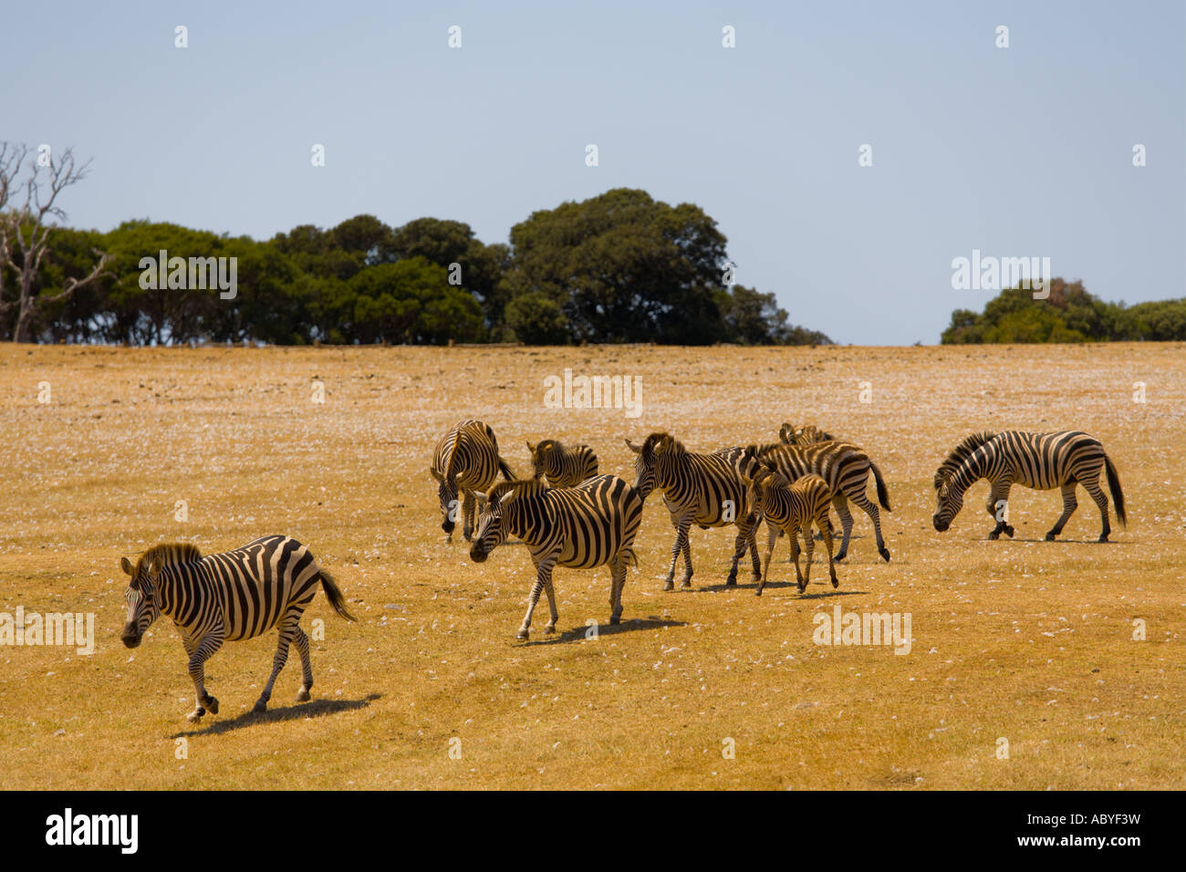 Zebras in Safari site on Brioni islands, Veliki Brijun, Croatia Stock Photo