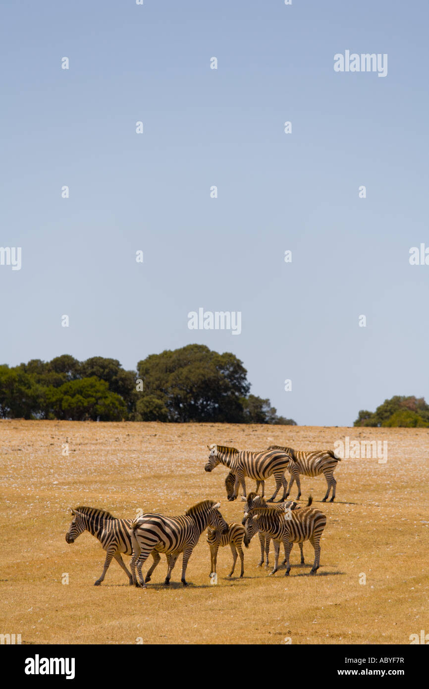 Zebras in Safari site on Brioni islands, Veliki Brijun, Croatia Stock Photo