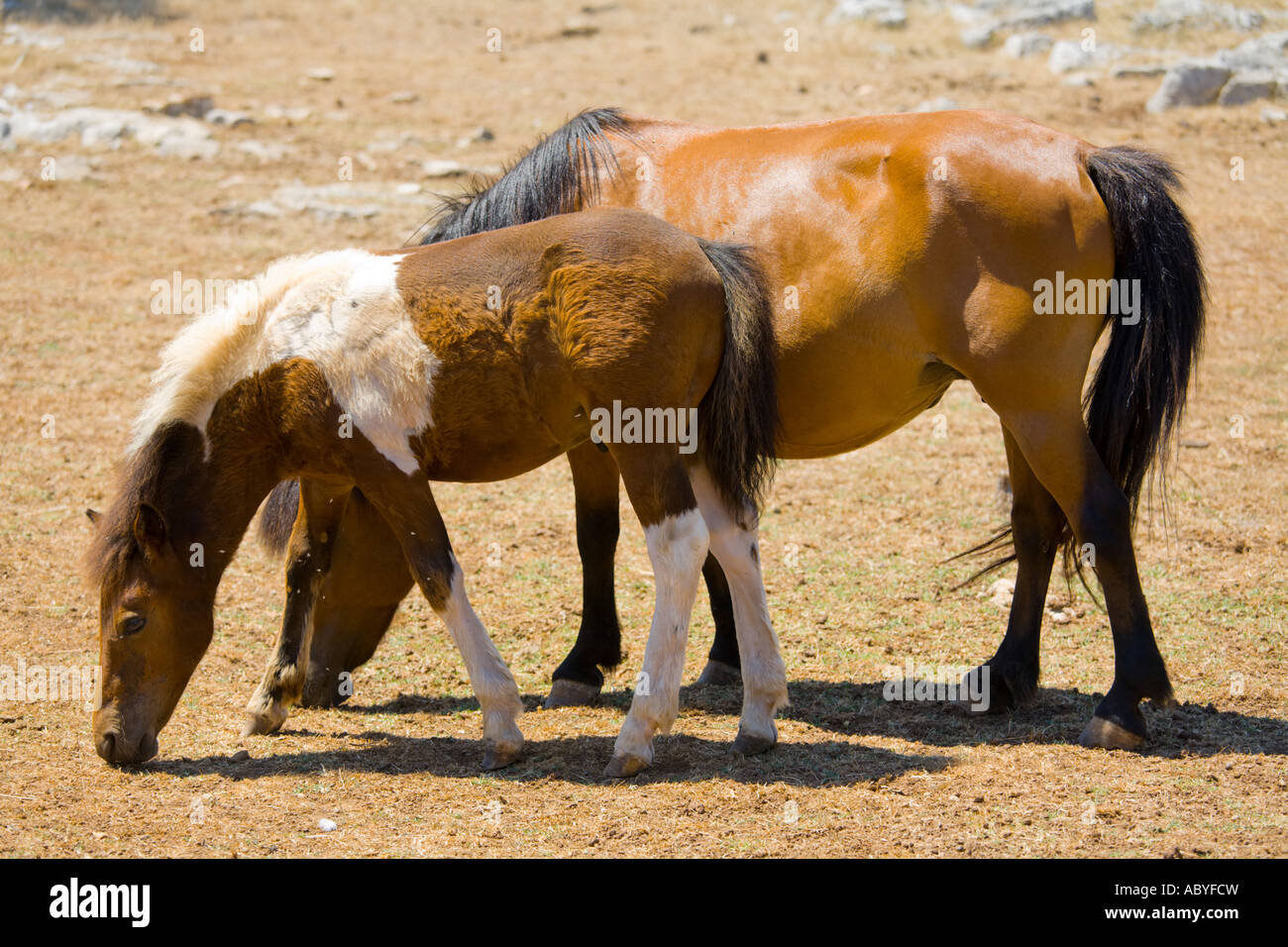 Two horses are grazing grass Stock Photo