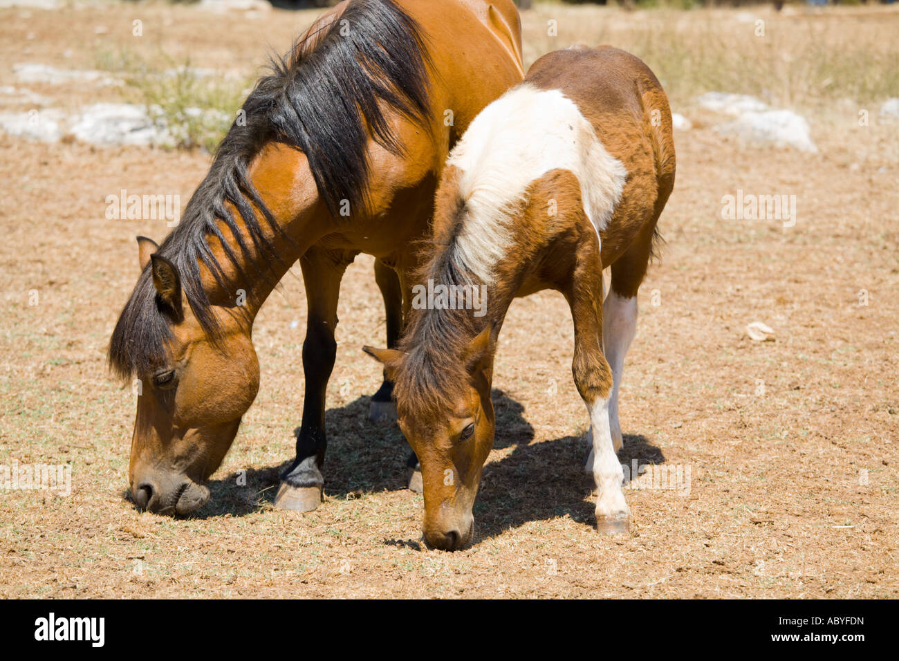Horses grazing grass, Safari site on Brioni islands, Veliki Brijun, Croatia Stock Photo