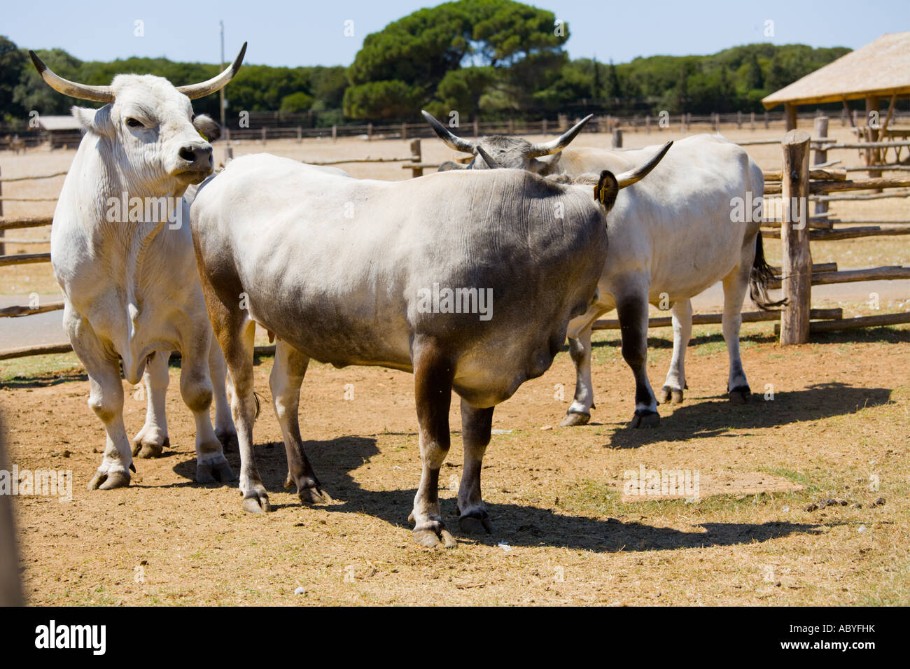 Boskarin Istrian cattle, Safari site on Brioni islands, Veliki Brijun