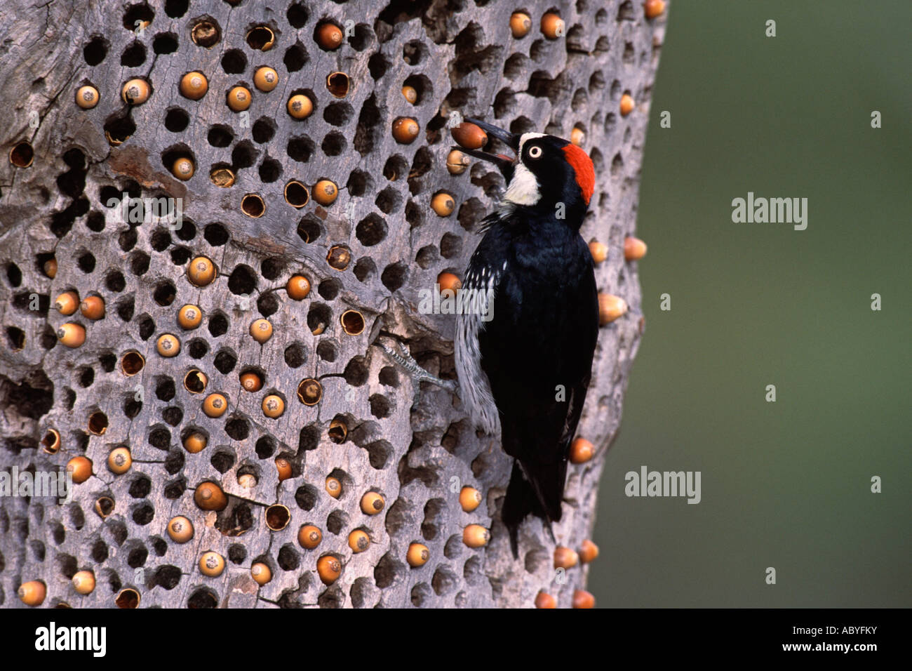 Woodpecker storing acorns hires stock photography and images Alamy