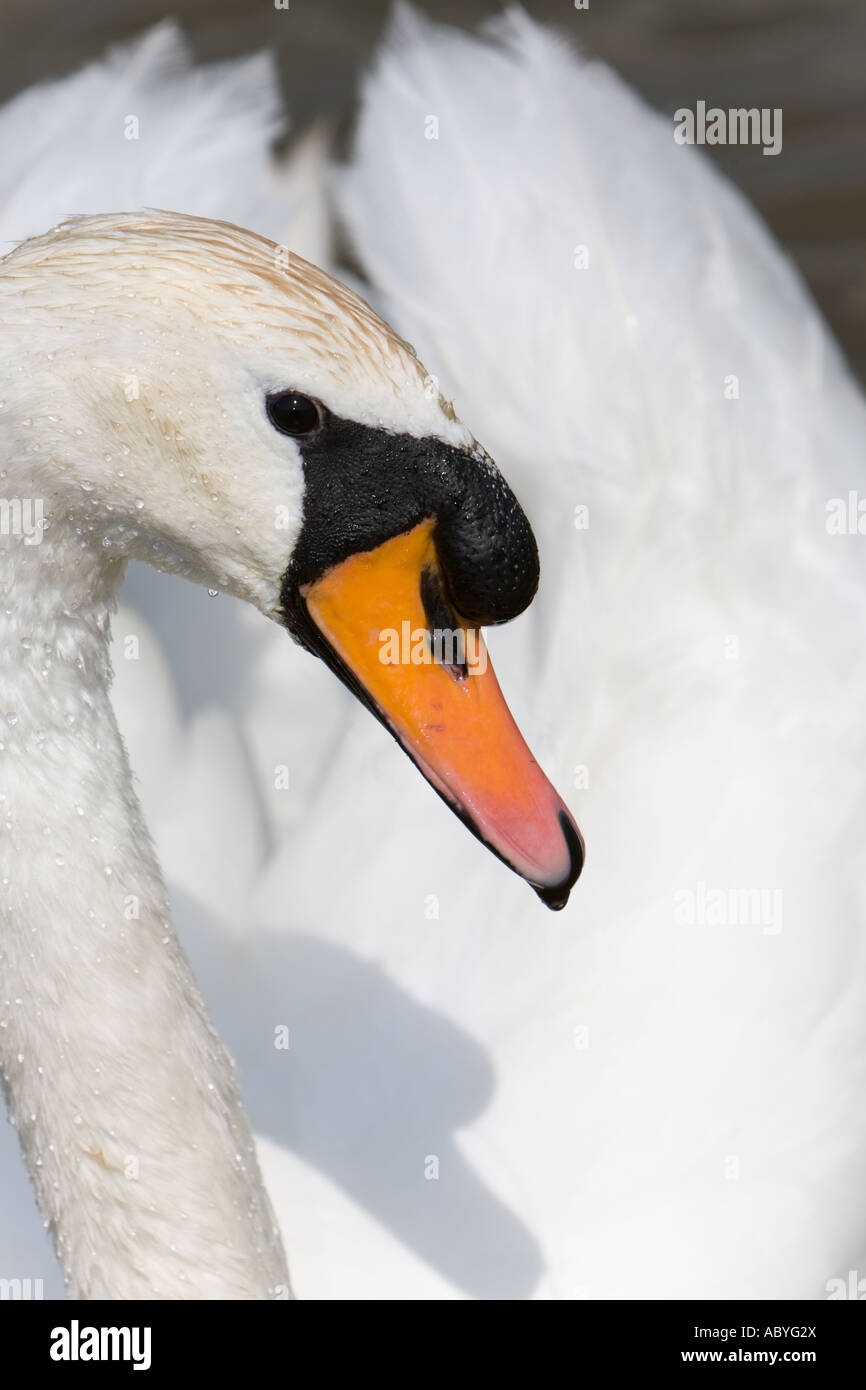 White swan detail Stock Photo Alamy