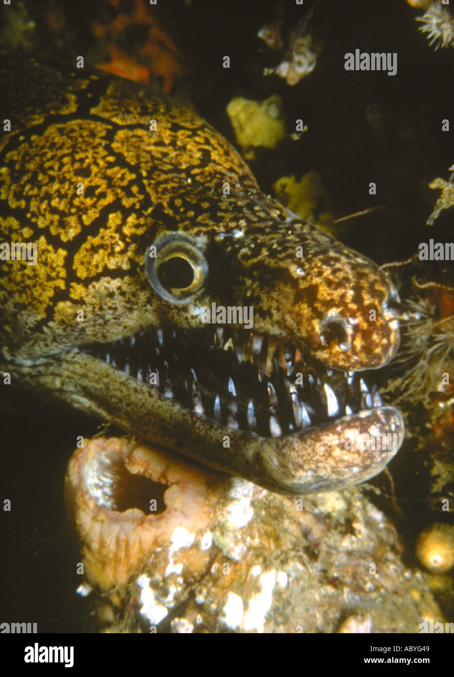Mosaic Moray Eel, Enchelycore ramosa, showing the needle sharp teeth. Stock Photo