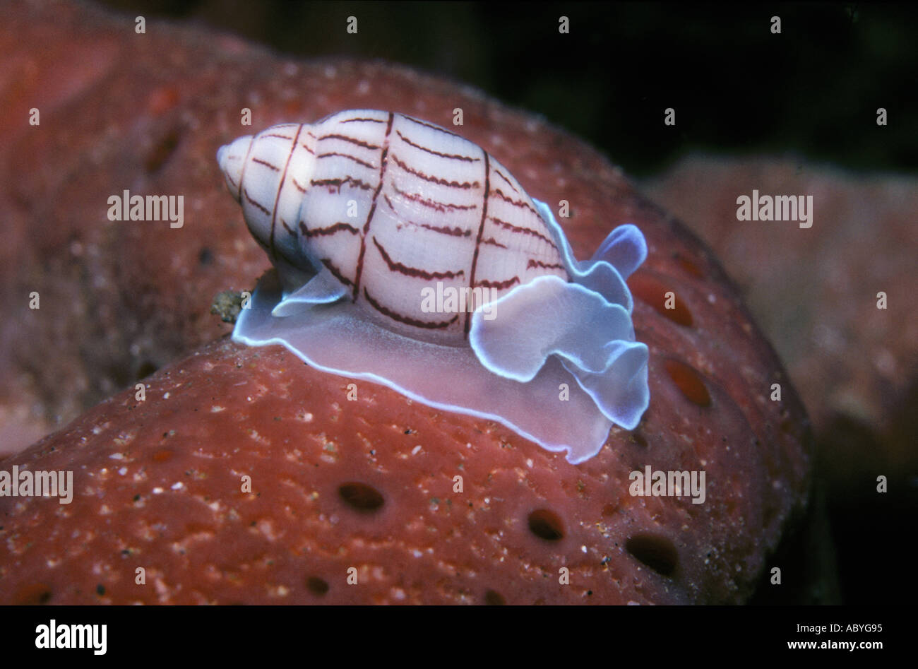 Red-Lined Bubble shell, Bullina lineata, crawling over a sea sponge. Stock Photo