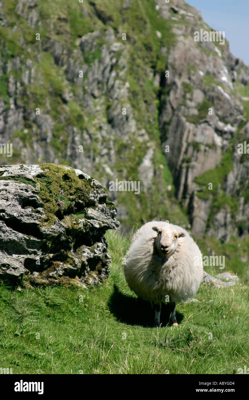 Sheep in Snowdonia Stock Photo - Alamy