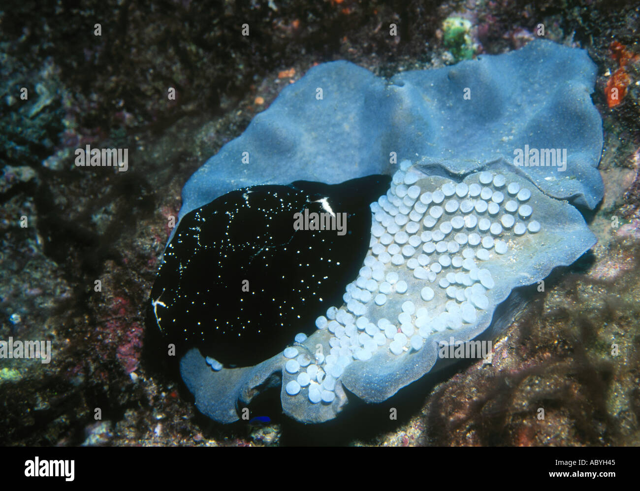 Egg Cowry, Ovula ovum, guarding her eggs laid on a leather coral Stock Photo