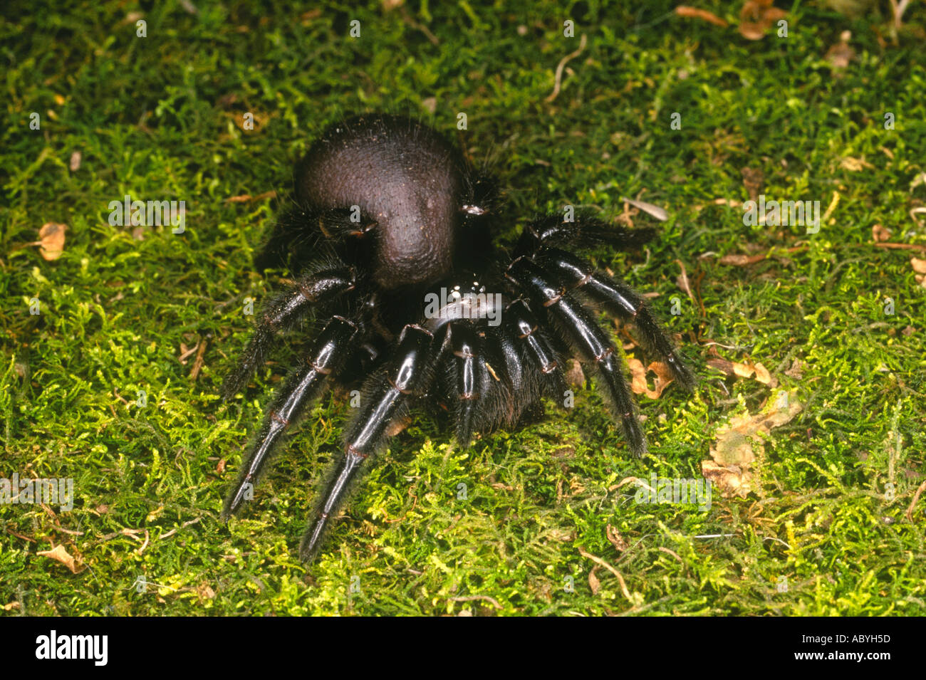 Sydney Funnel Web Spider, Atrax robustus . These spiders are renowned for their highly toxic and fast acting venom. Stock Photo