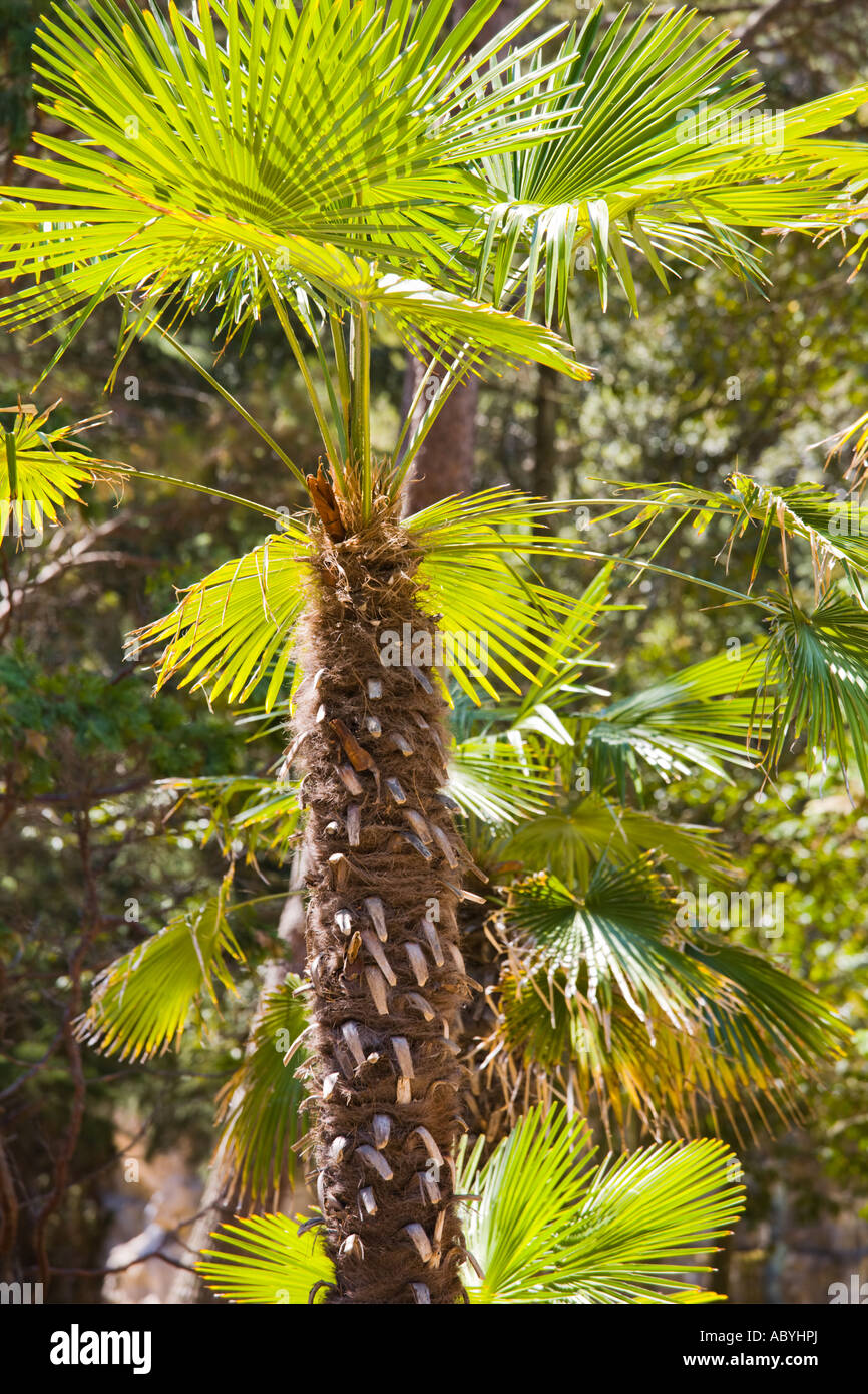 Tall palm trees on Brioni islands, Veliki Brijun, Croatia Stock Photo