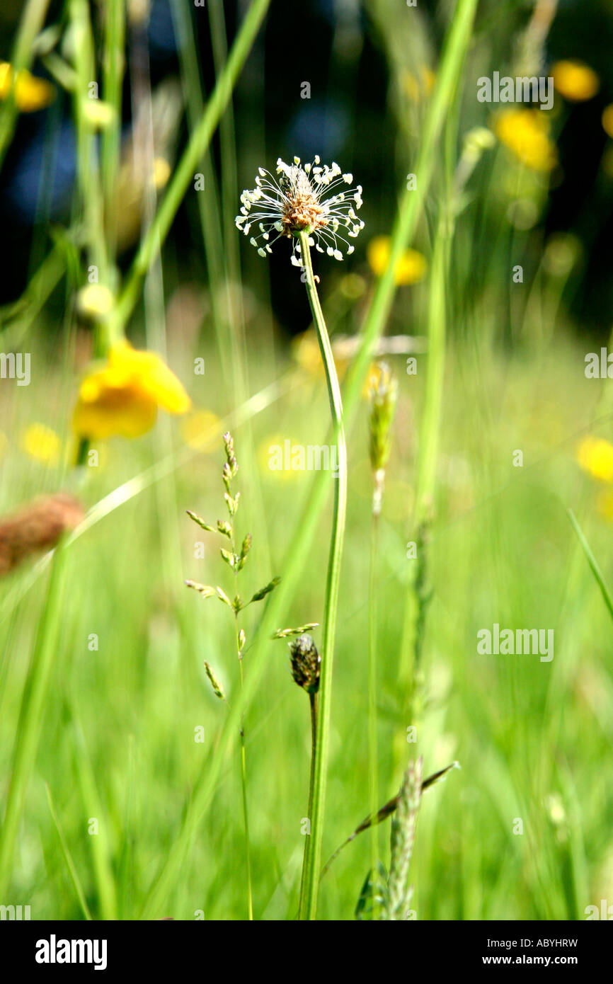 wild flowers in meadow during summer Stock Photo - Alamy