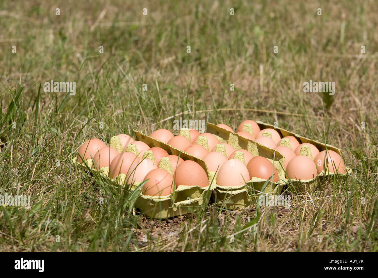 eggs many outside Stock Photo Alamy