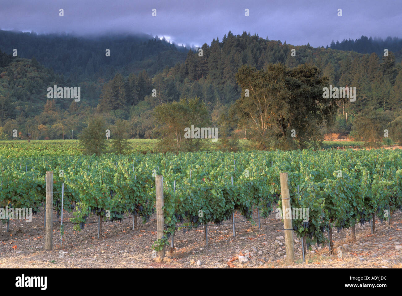 Vineyard at sunrise in Napa Valley near St Helena Napa County California  Stock Photo