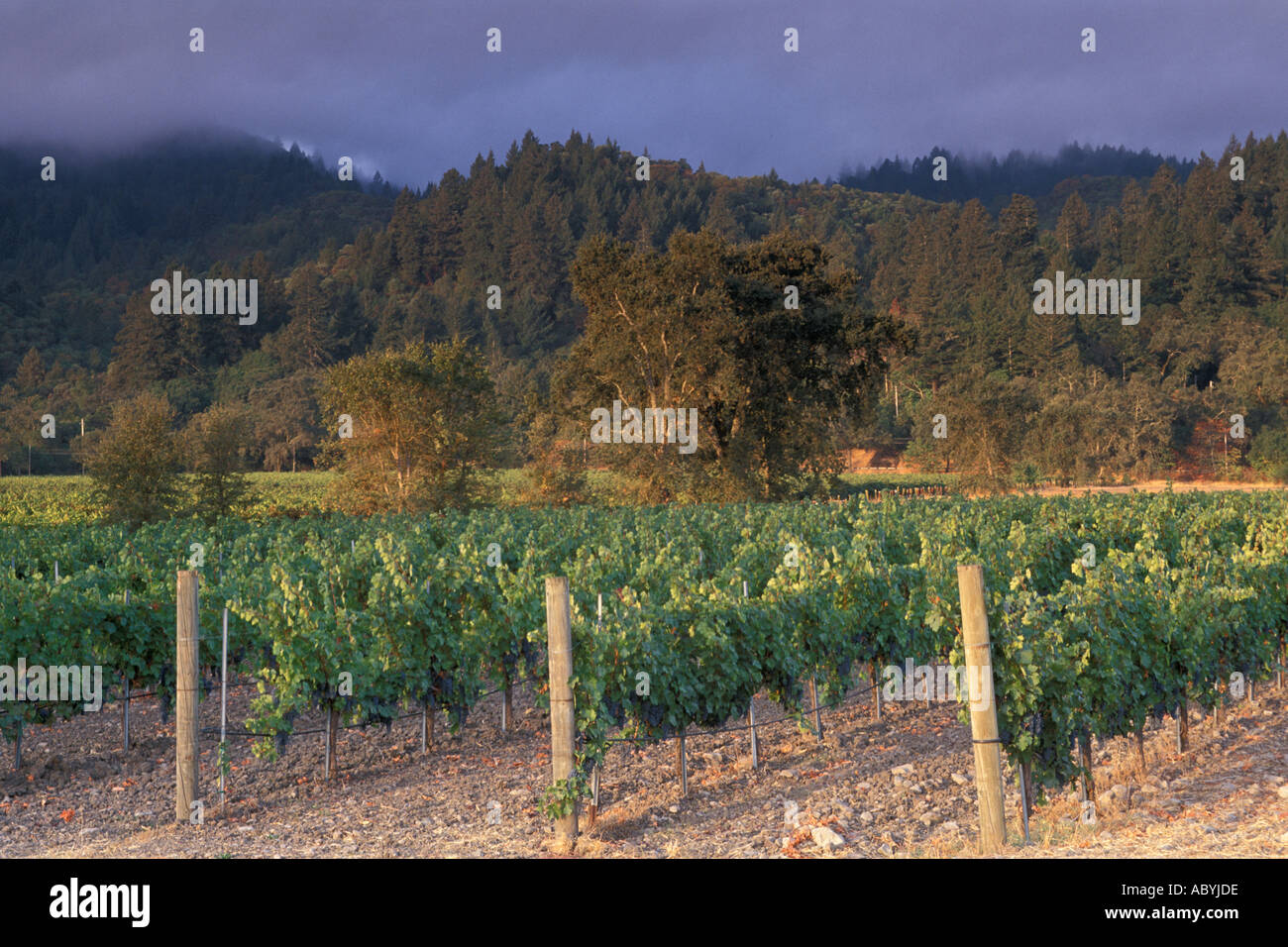 Vineyard at sunrise in Napa Valley near St Helena Napa County California  Stock Photo