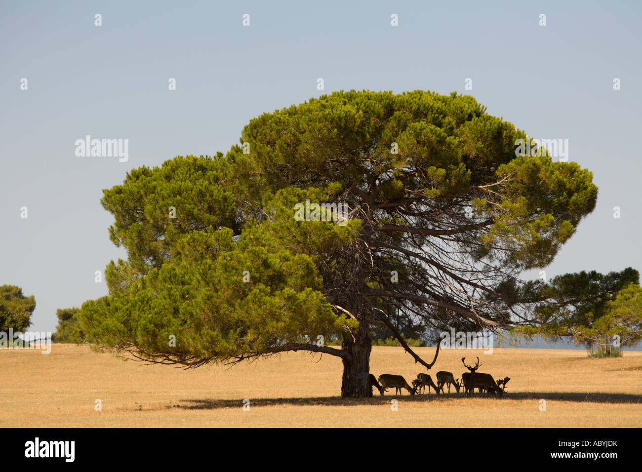 Resting deers and bucks under big tree, Brioni islands, Veliki Brijun, Croatia Stock Photo