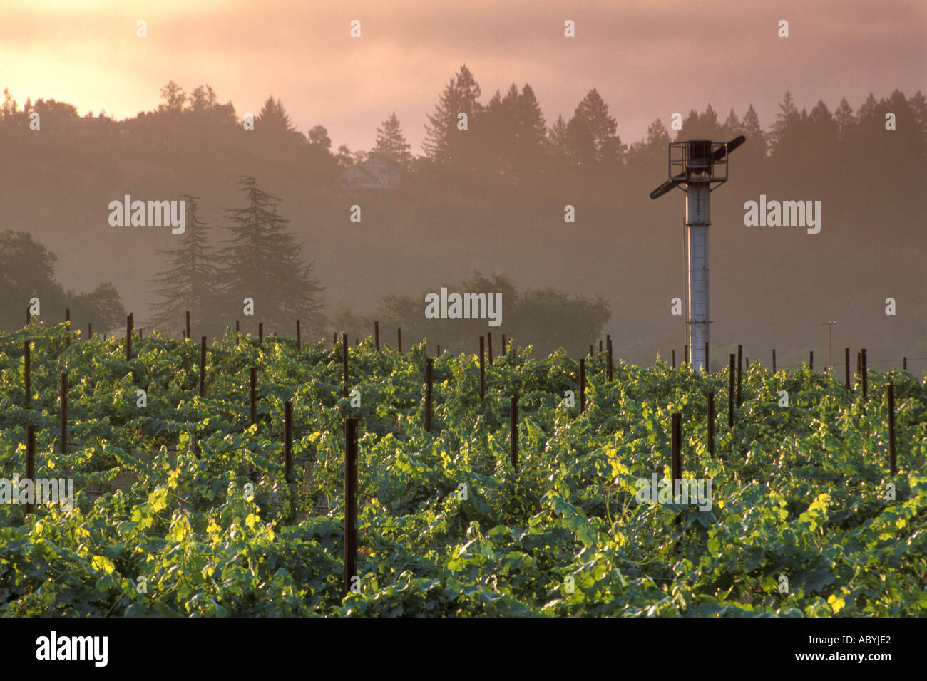 Vineyard at sunrise in the Napa Valley near St Helena Napa County California  Stock Photo