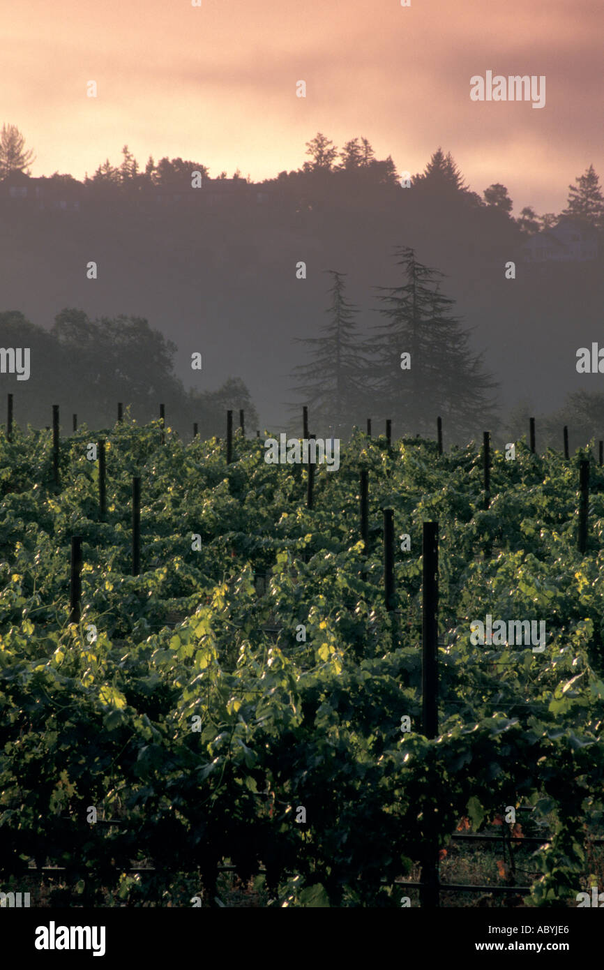 Vineyard at sunrise in the Napa Valley near St Helena Napa County California Stock Photo
