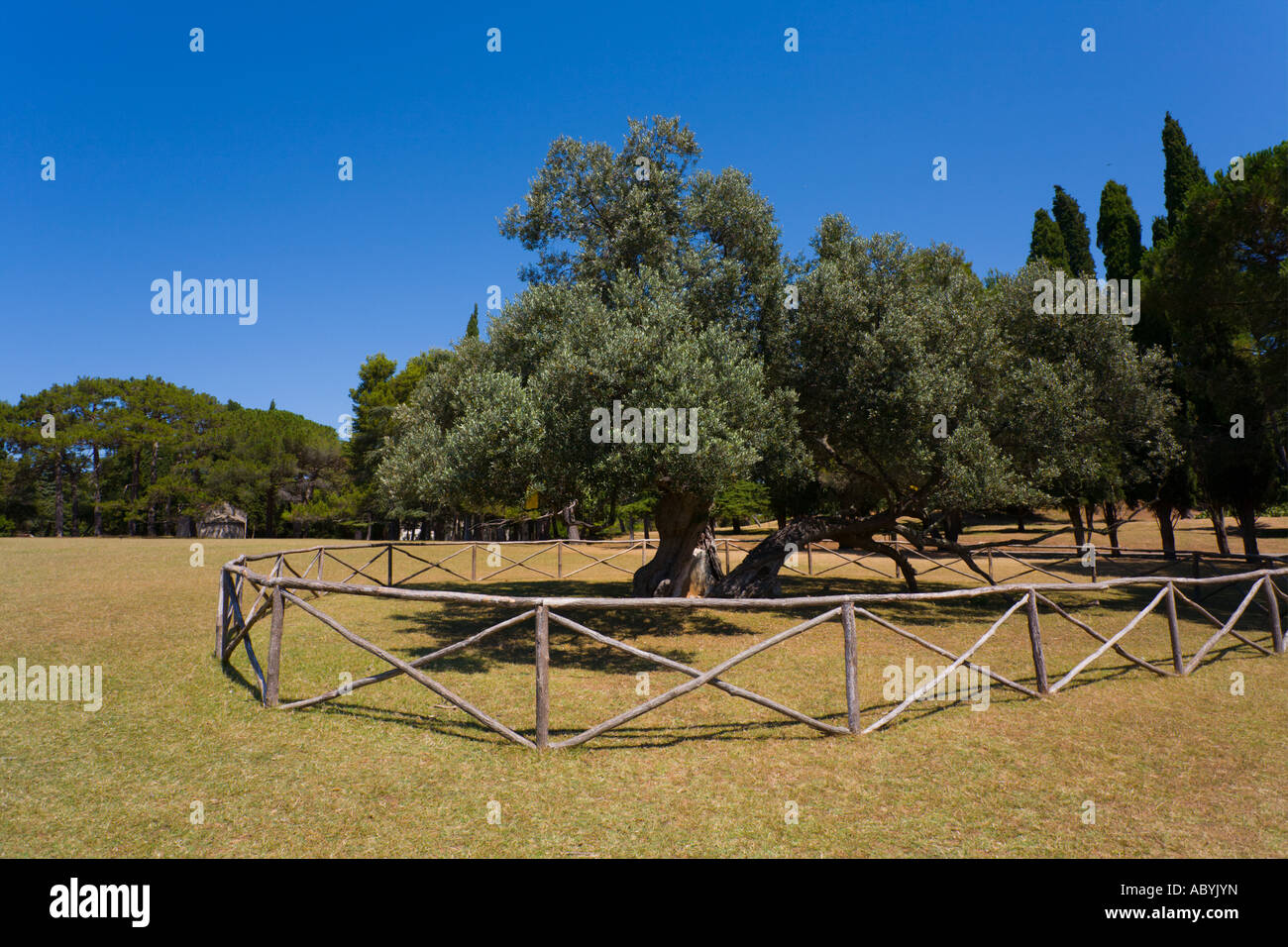 Millenium old olive tree on Brioni islands, Veliki Brijun, Croatia Stock Photo
