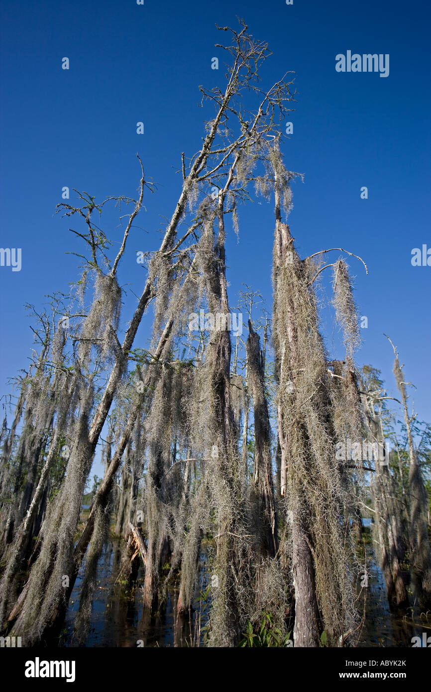 Bald Cypress Trees Taxodium distichum in Louisiana Swamp Dead with Spanish moss Louisiana USA Stock Photo