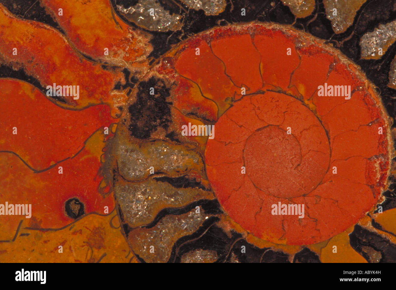 Fossil ammonite Placenticeras spp Cretaceous Morocco Stock Photo