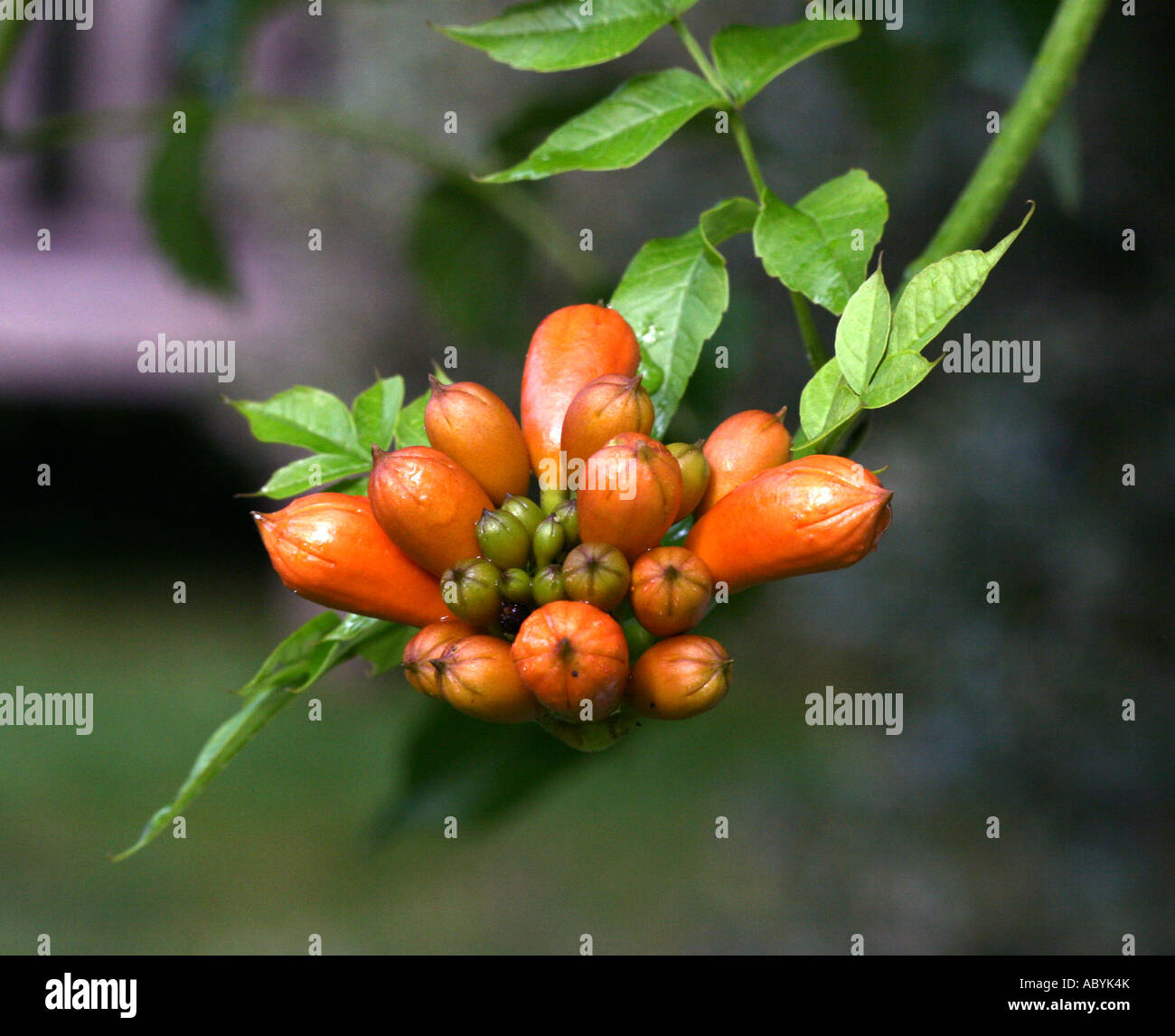 Trumpet Creeper flowers and buds Stock Photo Alamy