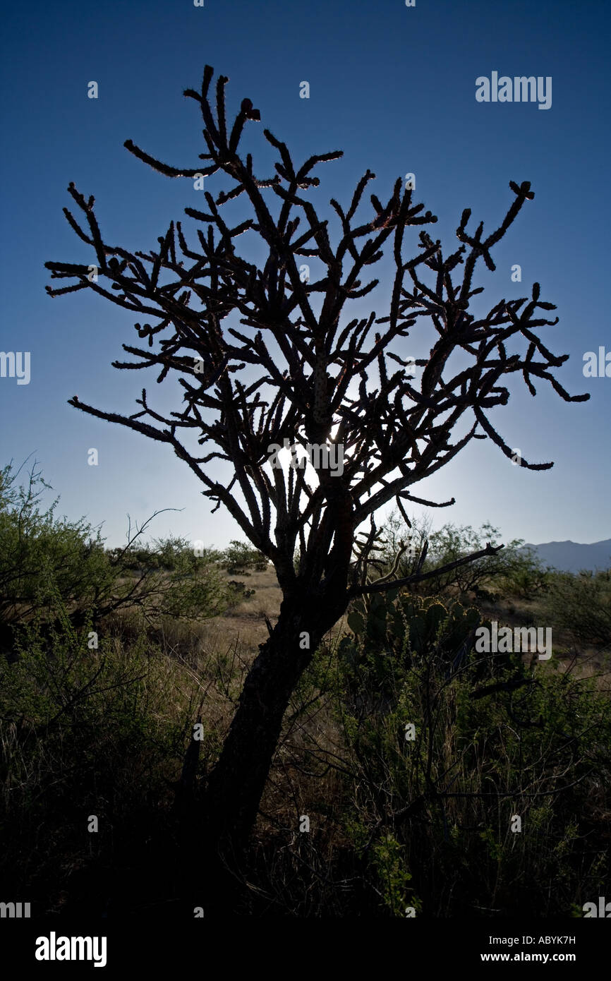 Cholla Cactus Opuntia spp Sonoran Desert Arizona Stock Photo
