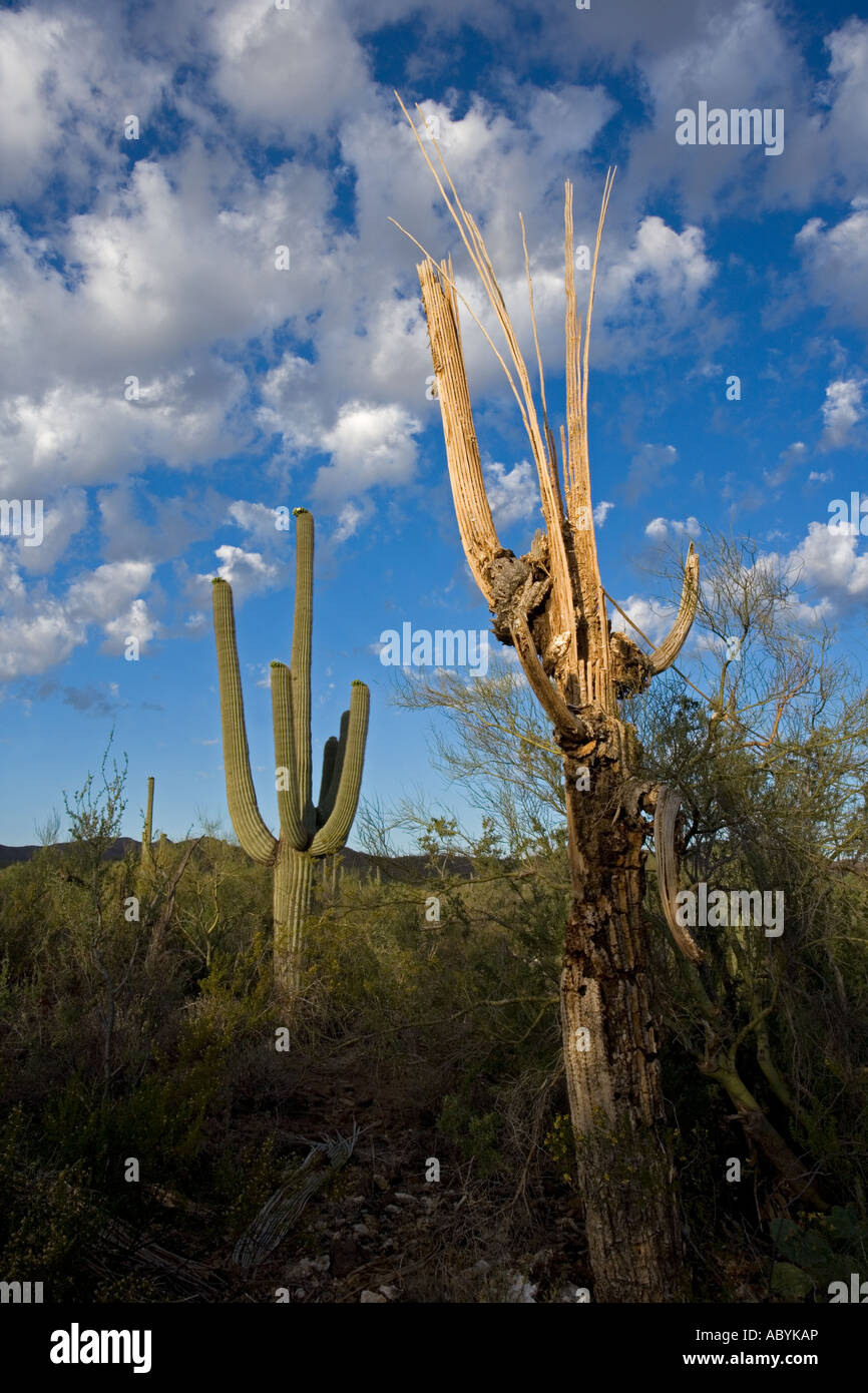 Dead Saguaro Cactus Carnegiea Gigantea Sonoran Desert, 58% OFF