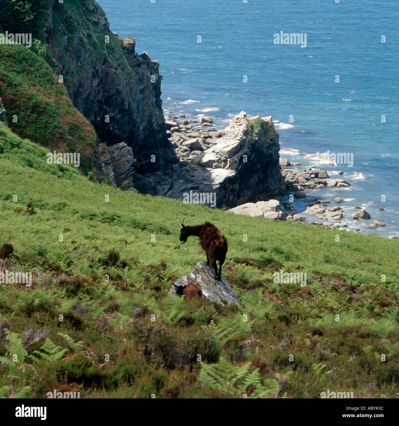 Wild goats Valley of the Rocks Devon England UK Stock Photo