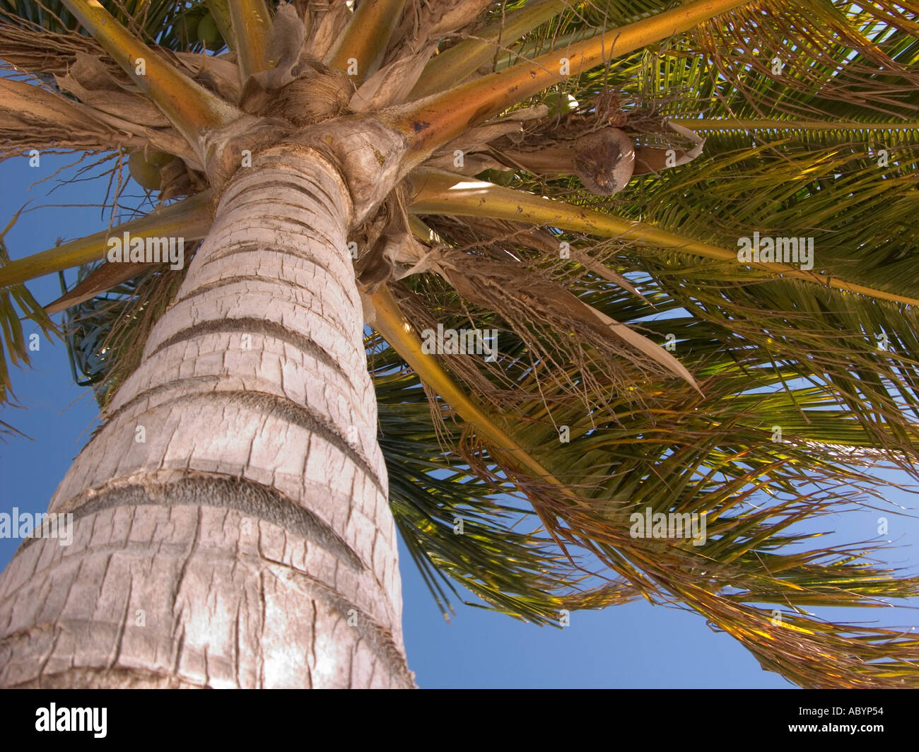 palm tree on beach at playa ancon cuba Stock Photo
