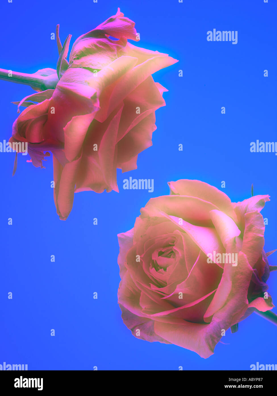 Two dozen roses hi-res stock photography and images - Alamy