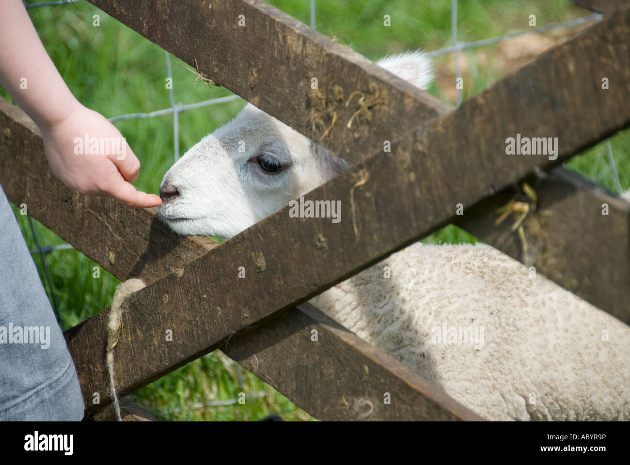 child hand touching a new born lamb Stock Photo Alamy