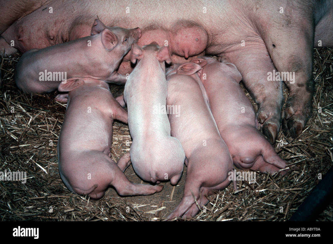 Piglets drinking milk hi-res stock photography and images - Alamy