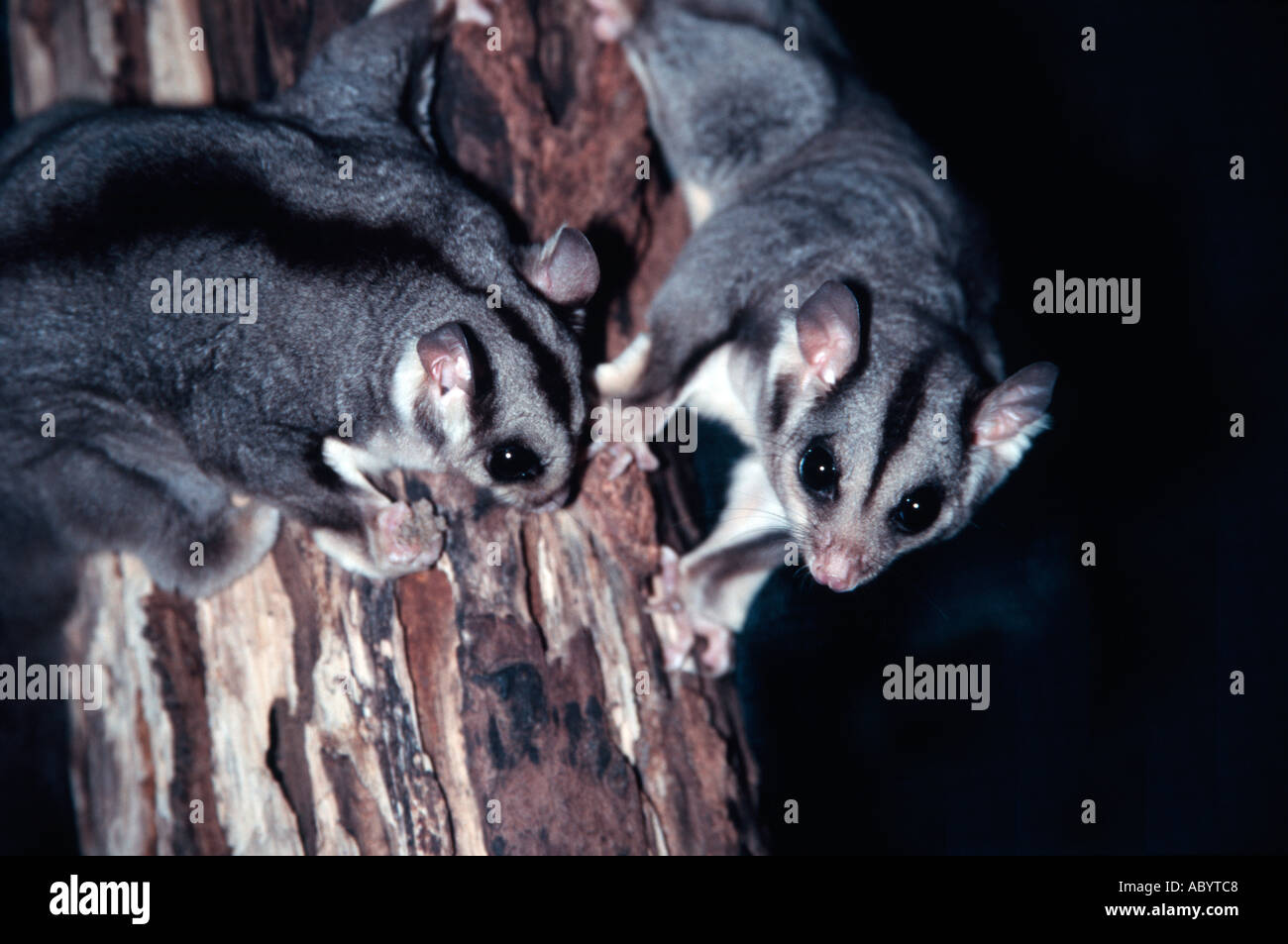 Squirrel Glider Stock Photo Alamy