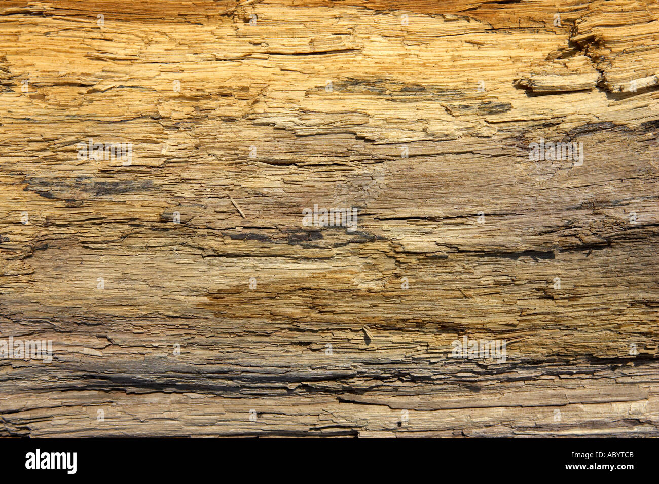 Driftwood detail sand point beach England uk Stock Photo Alamy