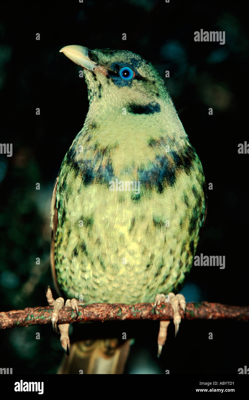Female Satin Bowerbird Stock Photo