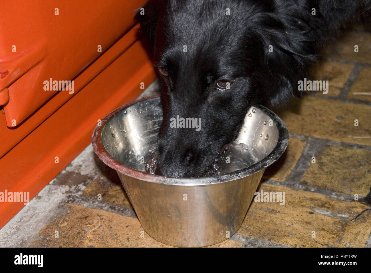 Flatcoat retriever dog drinking from bole Stock Photo