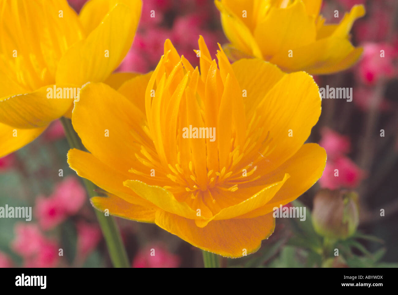 Trollius chinensis (Globeflower) Close up of yellow/orange bowl shaped flower. Stock Photo