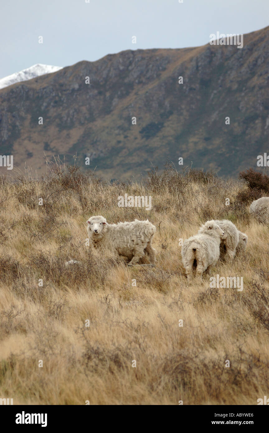 Merino sheep on a hillside Stock Photo Alamy
